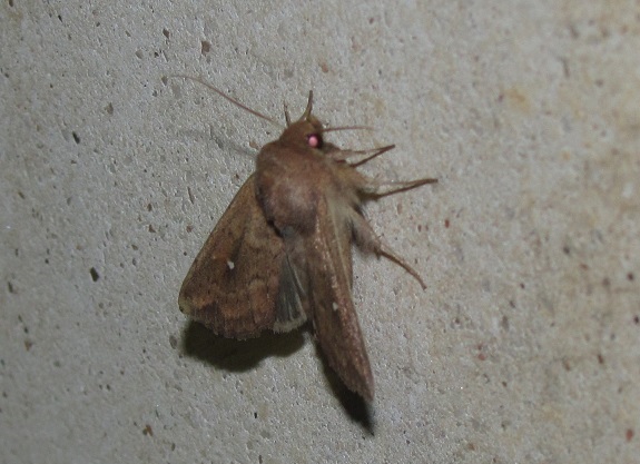 Mythimna albipuncta (Noctuidae)
